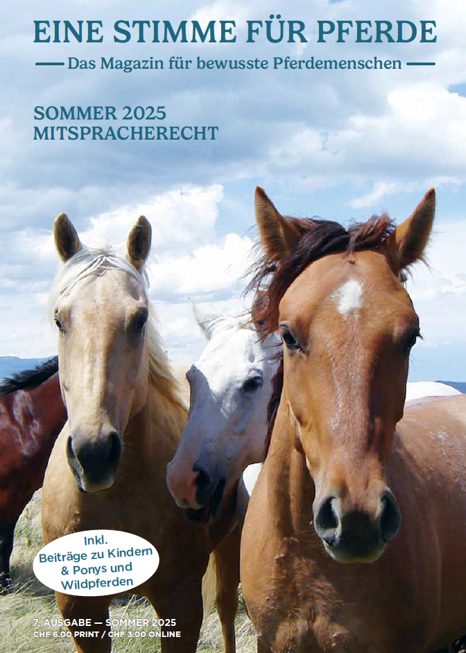 Magazin Eine Stimme für Pferde, Sommer 2025, Thema Mitspracherecht, drei Pferde die einem ins Gesicht schauen 